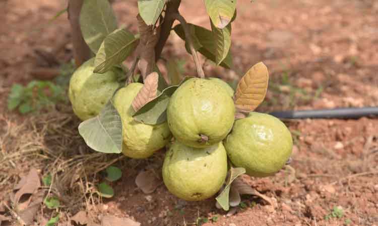 అనుభవం నేర్పిన సాగు పాఠం