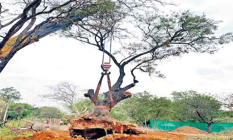 వందేండ్ల చెట్లకు చిరాయువు