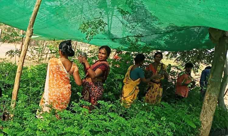 ‘అష్ట’దిక్కులు పచ్చబడేలా..