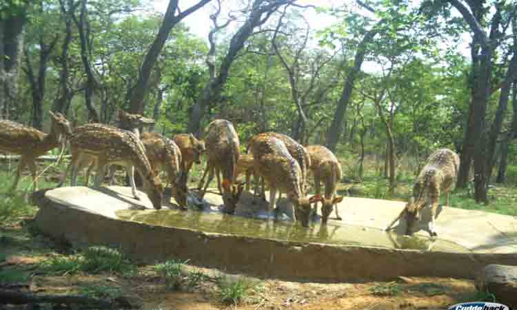 అటవీ, వన్యప్రాణుల సంరక్షణకు చర్యలు