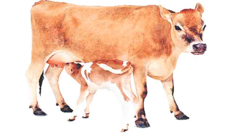 మూగజీవాలకు ఆరోగ్య భరోసా