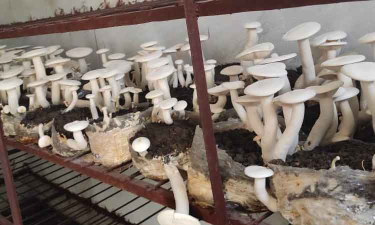 సొంతింట్లో స్వయం ఉపాధి