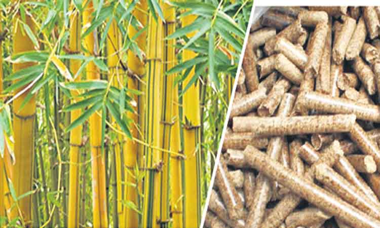 వెదురు నుంచి కరెంటు!