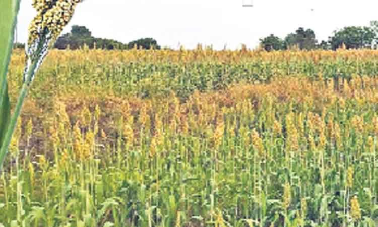 తెల్లజొన్న.. లాభాలు మిన్న