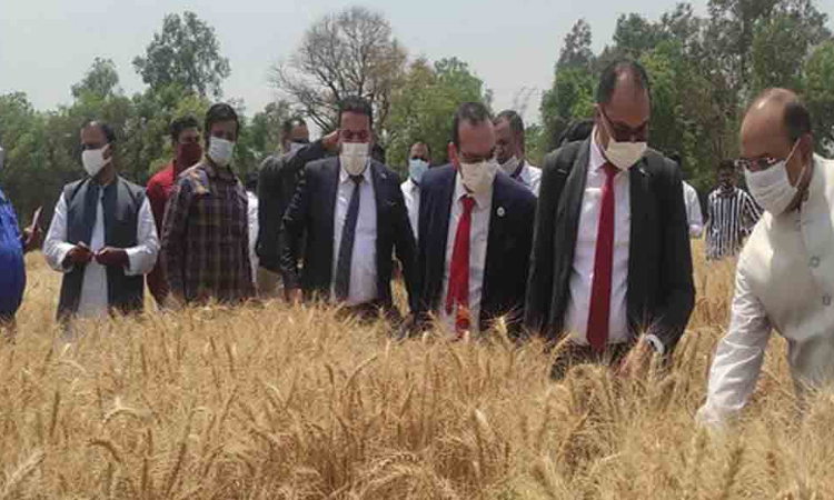 గోధుమపైనే కేంద్రం ప్రేమ