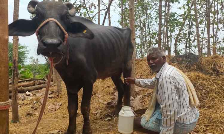 బతుకు చూపిన దళిత బంధు