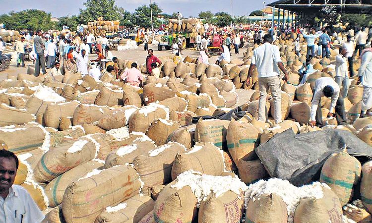 మెరిసిన తెల్లబంగారం