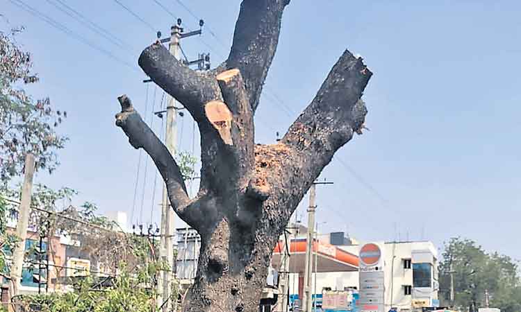 30 చెట్లకు కొత్తజీవం