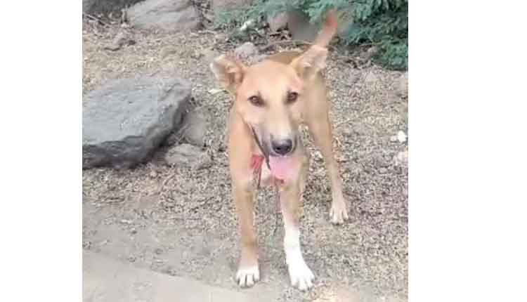 కుక్క నోట.. డబ్బుల మూట