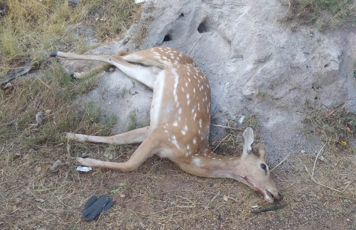 Deer killed in car crash | కారు ఢీ కొని జింకమృతి