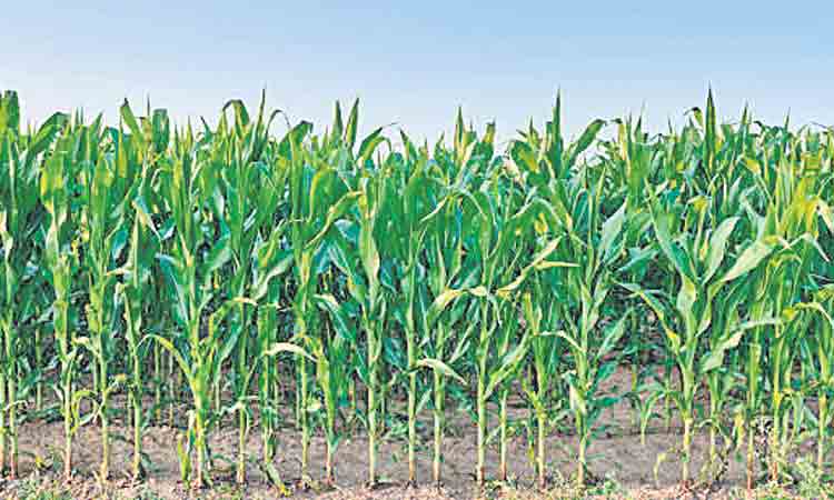 పొంచి ఉన్న కత్తెర పురుగు ముప్పు