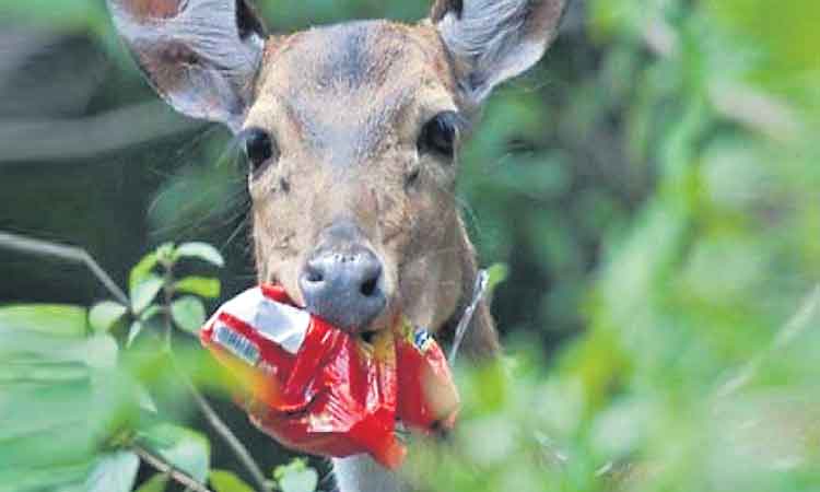 ప్లాస్టిక్‌ రహిత జోన్లుగా అడవులు