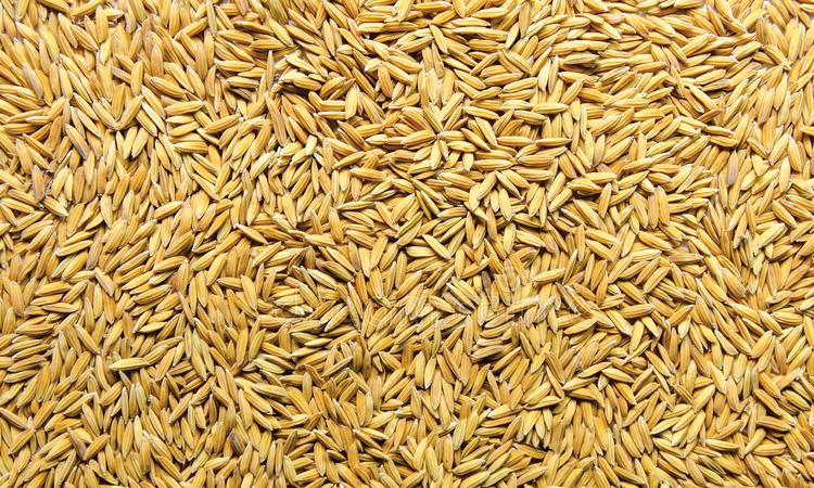 ధాన్యం కొనుగోలుకు పక్కా ప్రణాళిక