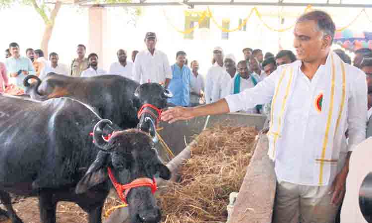 మోదీ వడ్లెందుకు కొనవు?