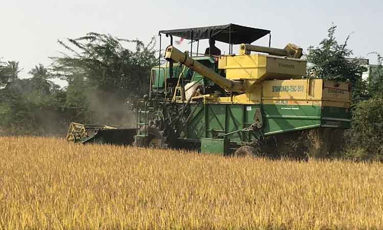 జోరందుకున్న వరి కోతలు