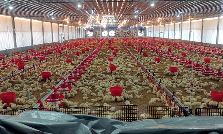 కంట్రోల్‌ ప్యానల్‌ ద్వారా దానా, నీటి సరఫరా