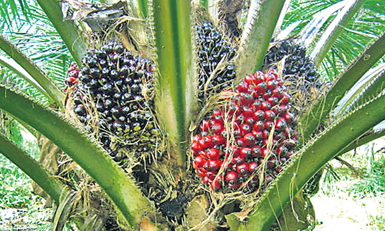 ఆయిల్‌పామ్‌ మొక్కలు కోటి సిద్ధం