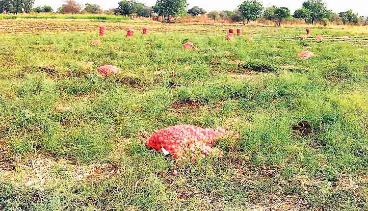 ఉల్లి సాగులో మేటి మిట్టబాసుపల్లి