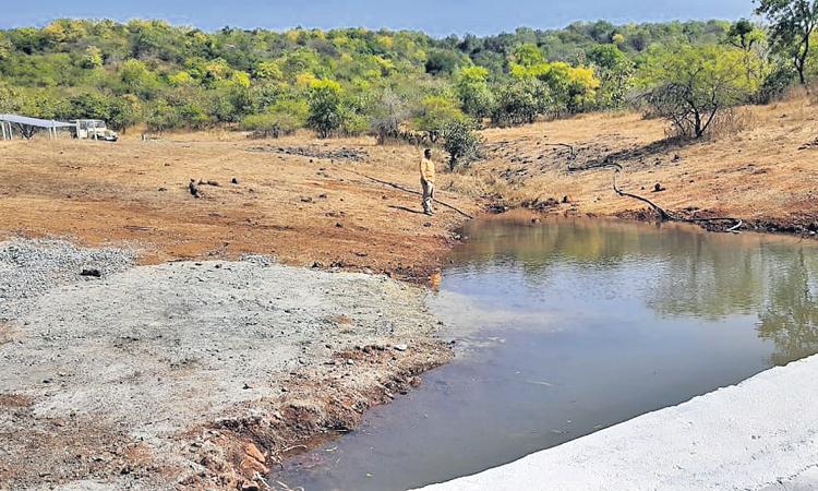 లక్ష ఎకరాల అడవిలో..