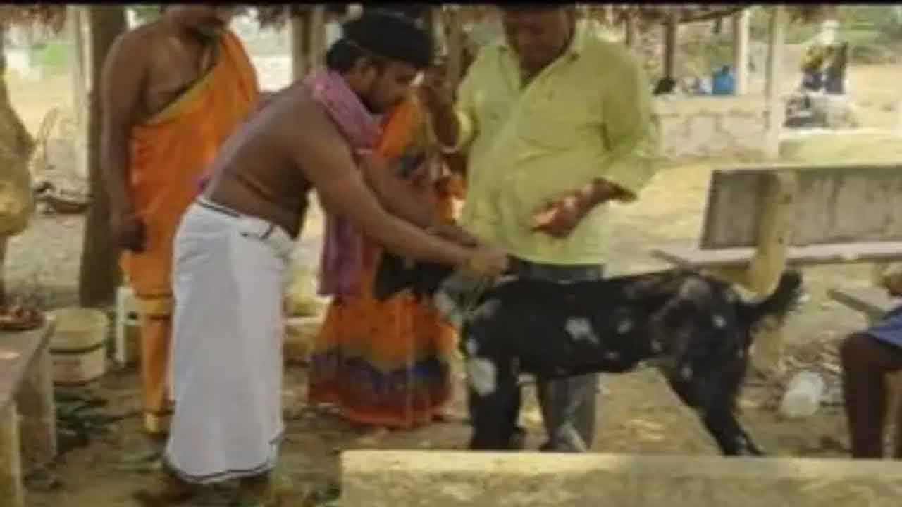 మేకతో పెళ్లి.. హవ్వా ఇదేమి చోద్యం ?