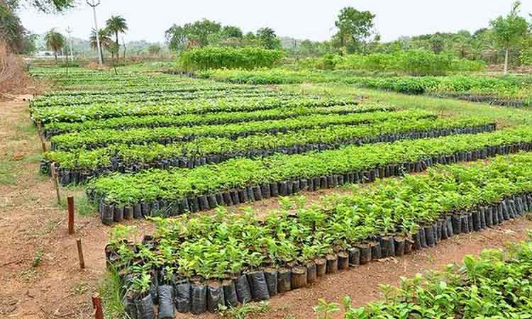 హరితహారానికి మొక్కలు సిద్ధం