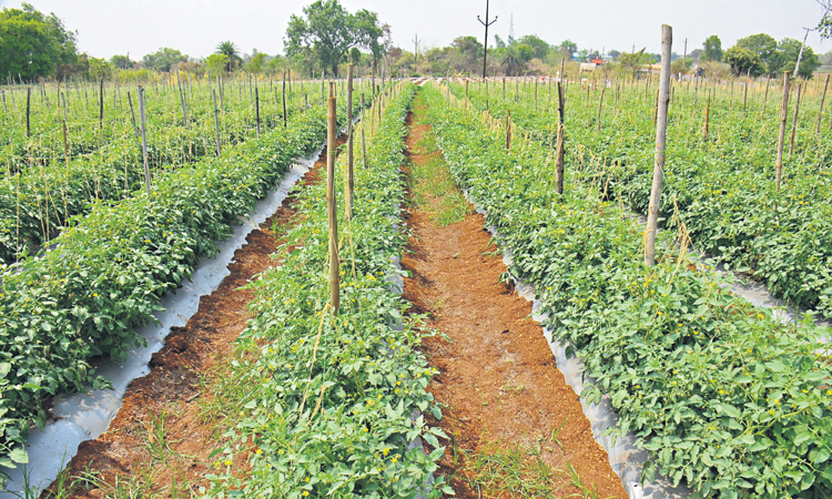 సాగు భళా..