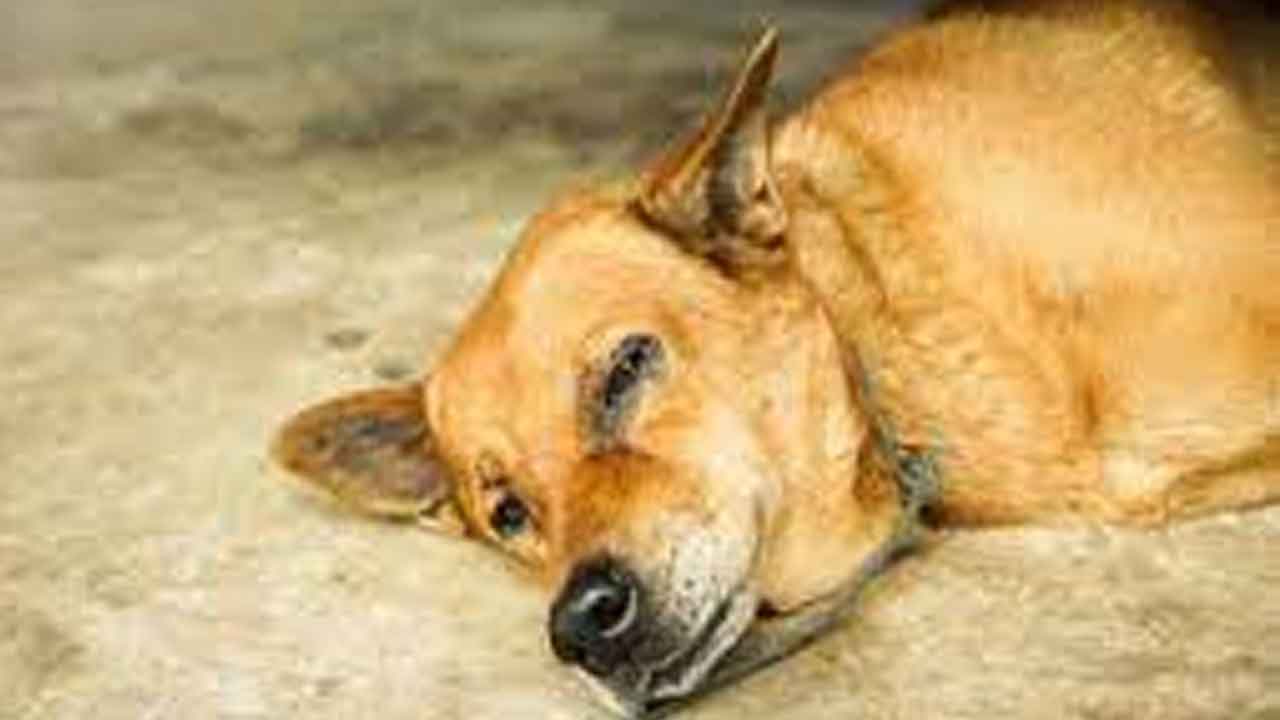 కుక్కను చంపిన వ్యక్తిని శిక్షించాలని స్టేషన్‌ ఎదుట గ్రామస్థుల బైఠాయింపు..