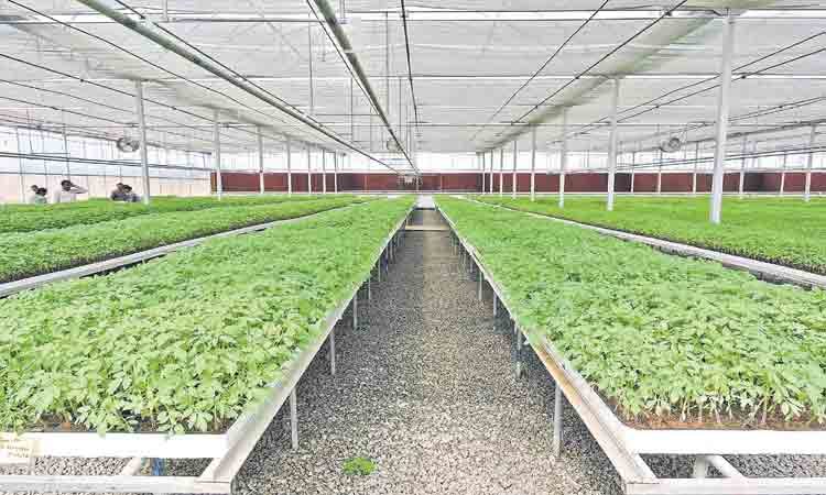 ఉద్యాన రైతులకు సబ్సిడీ మొక్కలు