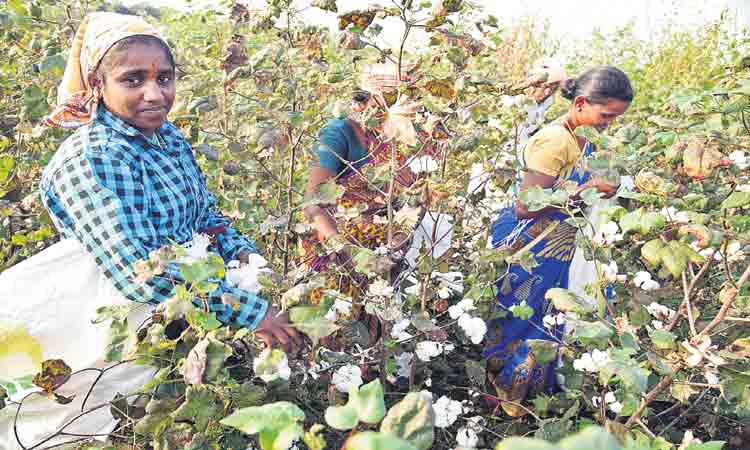 వరి ఎందుకు.. సిరిపంటలుండగా!