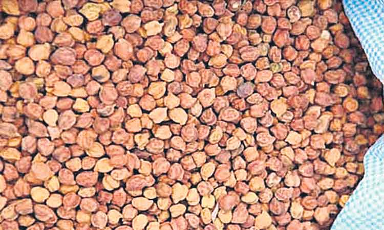 శనగ కొనుగోళ్లకు ప్రభుత్వం గ్రీన్‌ సిగ్నల్‌