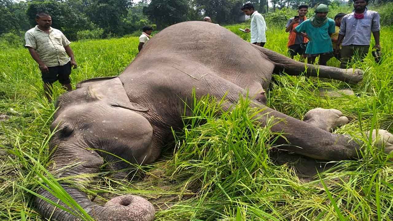 విద్యుదాఘాతంతో గజరాజు మృతి..