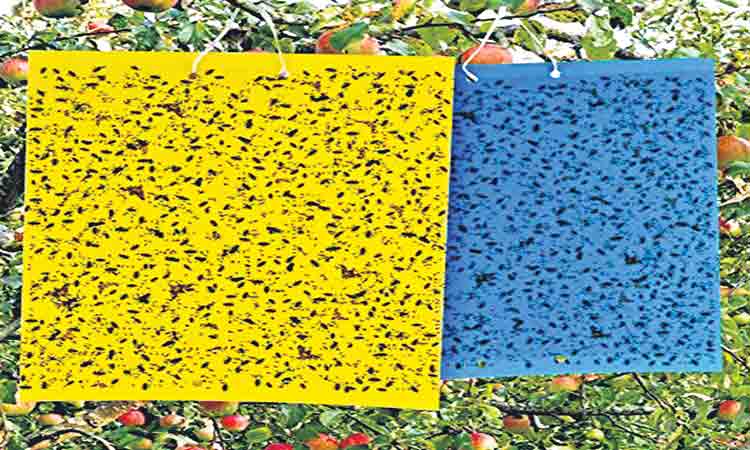 బుట్టలో పడేయండి!