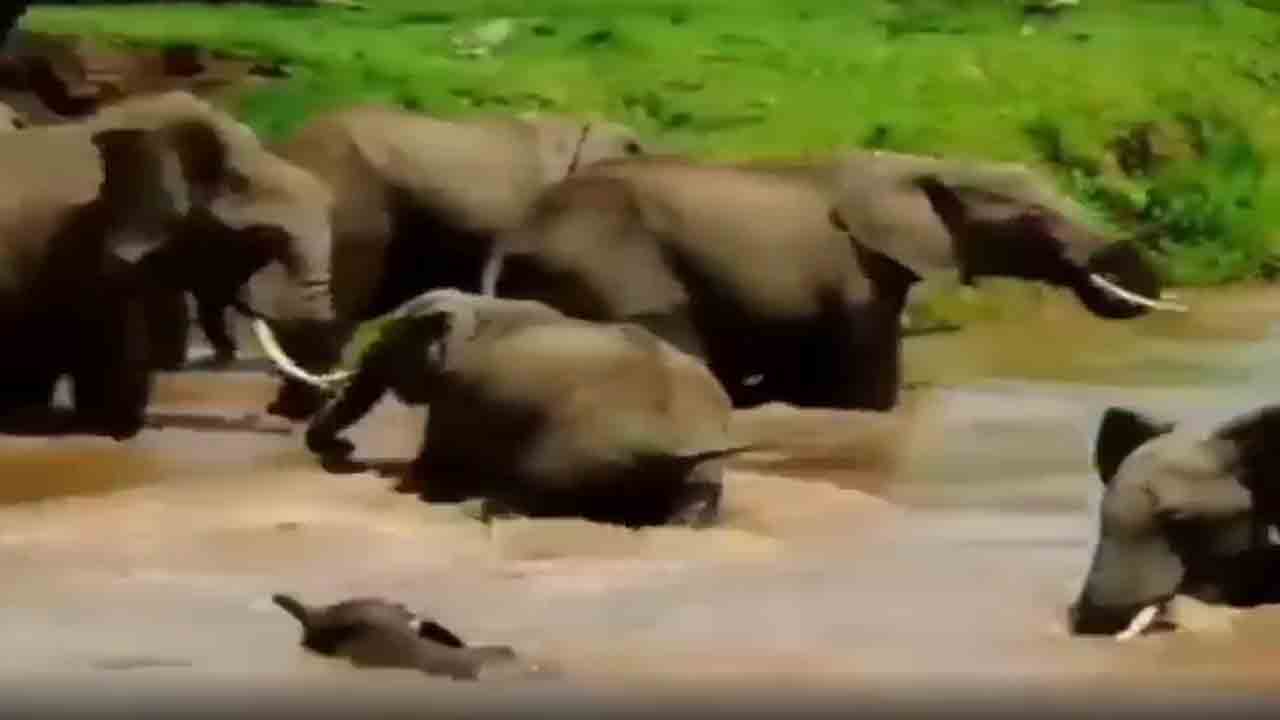 Viral Video: నీటి ప్రవాహంలో కొట్టుకుపోతున్న ఏనుగు పిల్ల … ఏనుగులు ఏం చేశాయంటే?