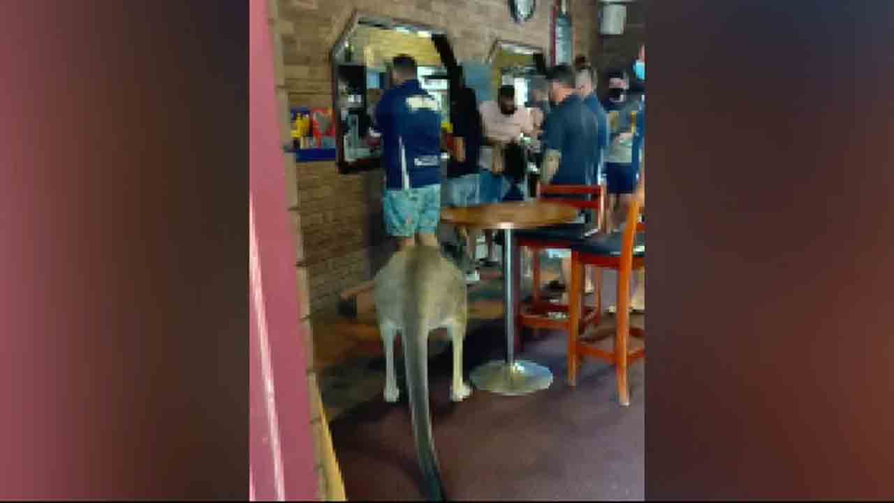 బార్‌లోకి ఊహించ‌ని అతిథి.. ఆశ్చ‌ర్య‌పోయిన‌ మందుబాబులు.. వీడియో