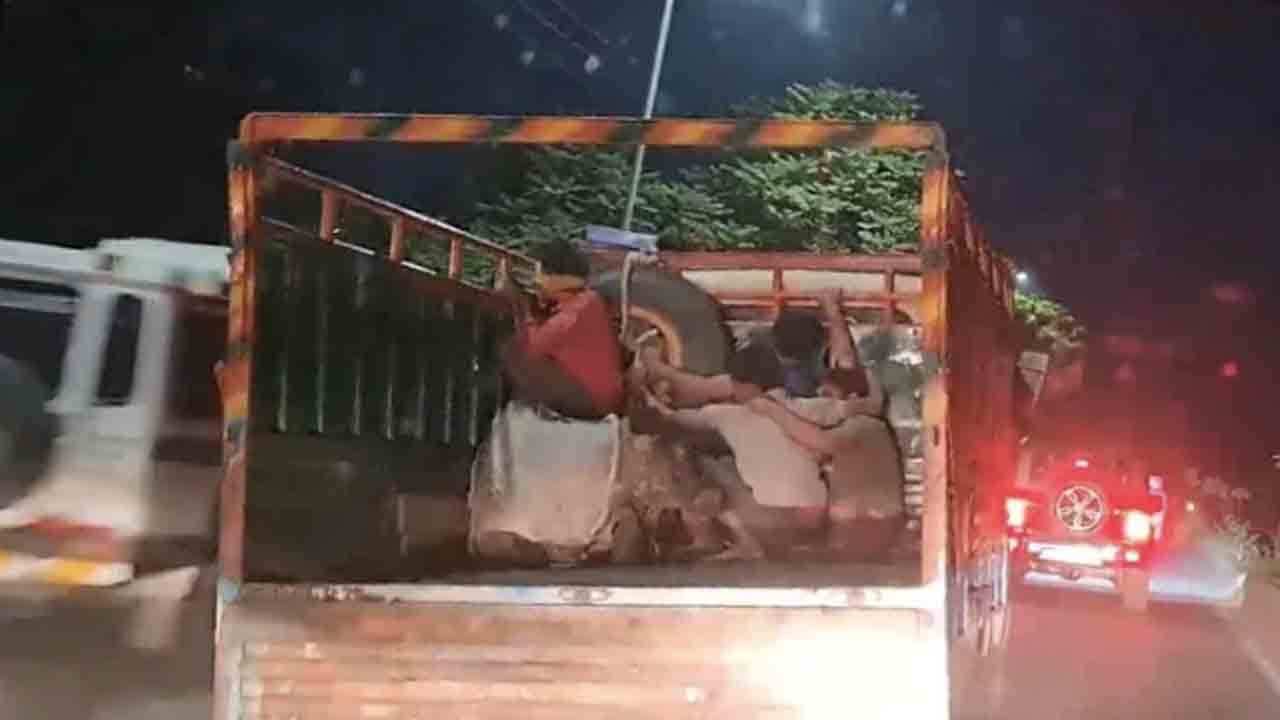 Video: హై స్పీడ్‌ ఛేజింగ్‌… లారీ నుంచి ఆవులను రోడ్డుపైకి తోసేసిన స్మగ్లర్లు