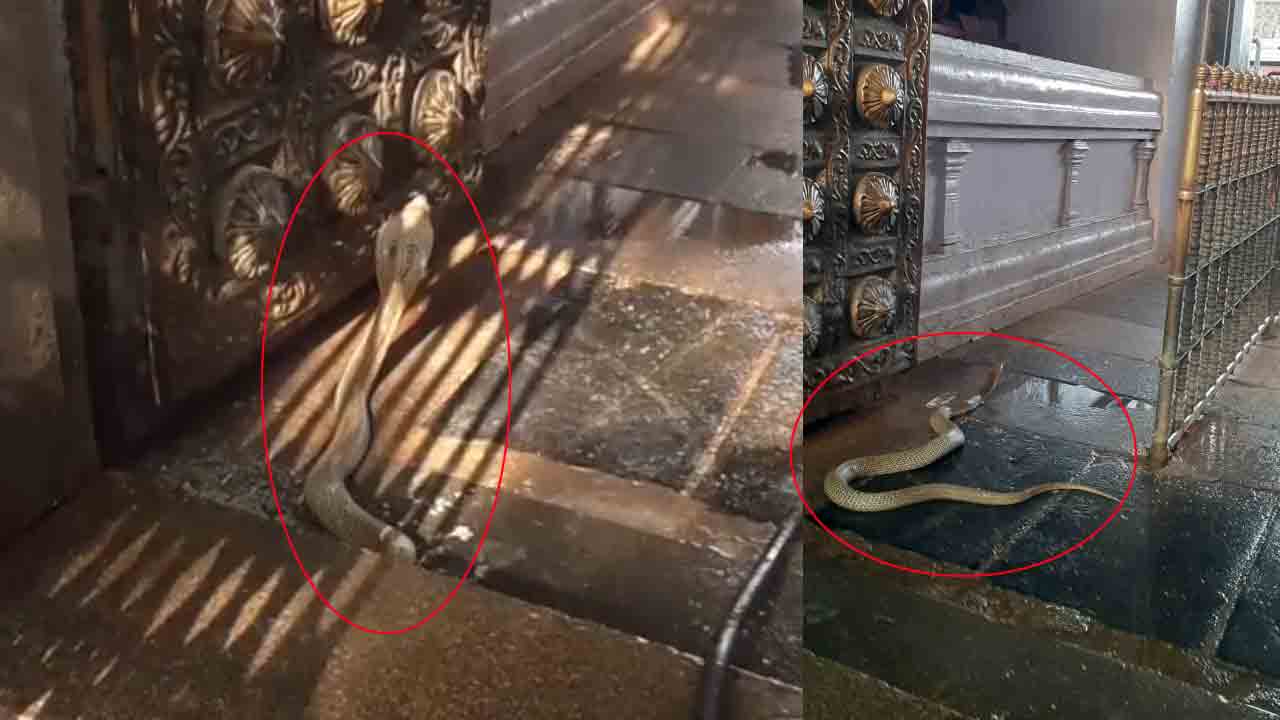 వేముల‌వాడ ఆల‌యంలో నాగుపాము ప్ర‌త్య‌క్షం.. వీడియో