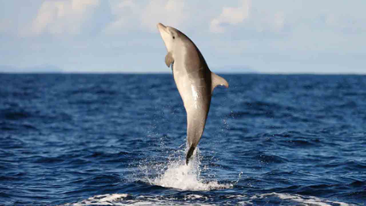 Video: ప్రదర్శన సందర్భంగా… ట్రైనర్‌పై డాల్ఫిన్‌ దాడి