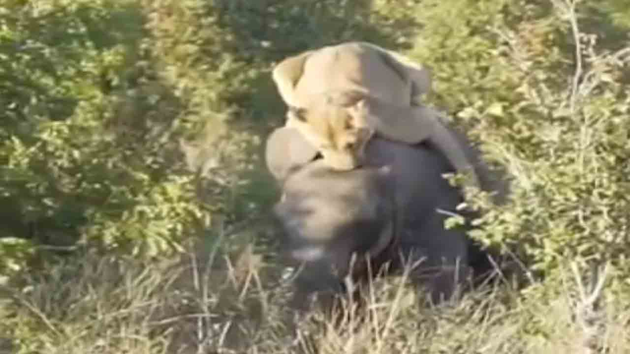 Viral Video: వేటాడేందుకు ఏనుగుపైకెక్కిన సింహం… తర్వాత ఏం జరిగిందంటే?