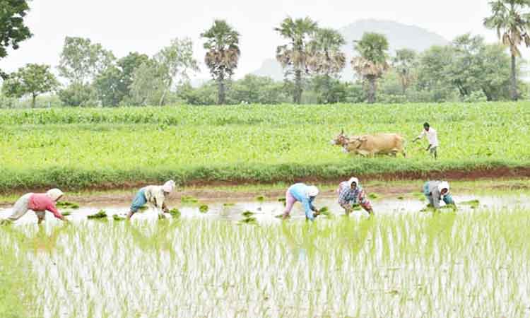 అన్నదాతకు అండ!