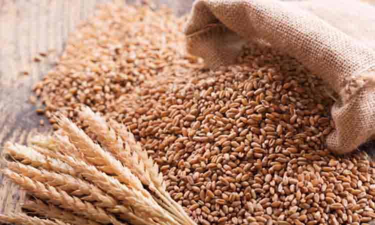 గోధుమలన్నీ అదానీ గోదాముల్లోకే..