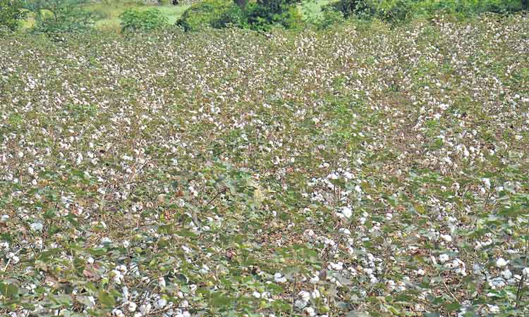 సాగు పెరిగేలా.. సంపదొచ్చేలా..