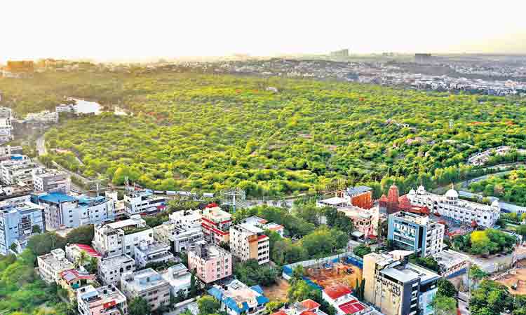 ఎటుచూసినా పచ్చగా ఉండాలి