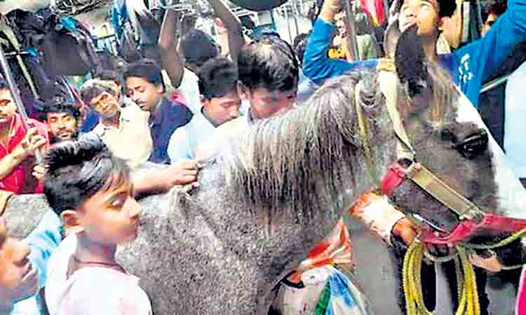 చుక్‌ చుక్‌ బండి.. గుర్రం రైలెక్కింది..!