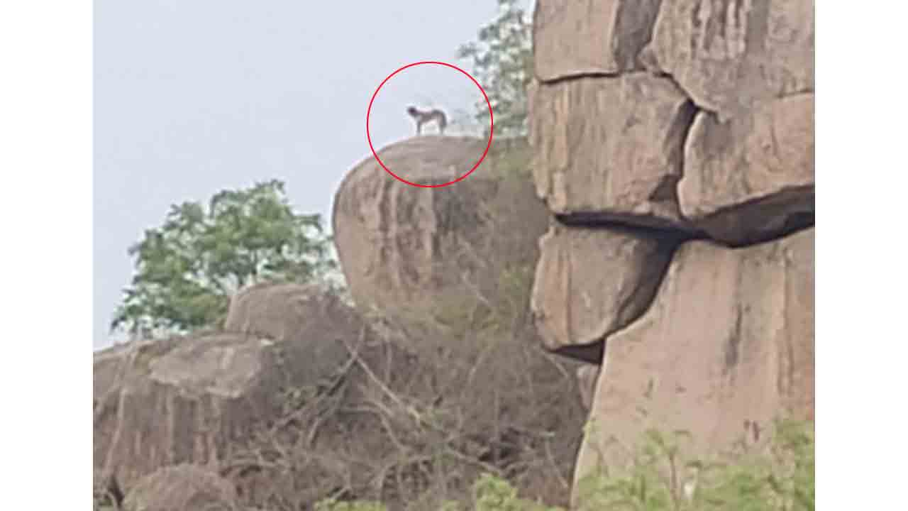 నిజామాబాద్ జిల్లాలో చిరుత పులి కలకలం
