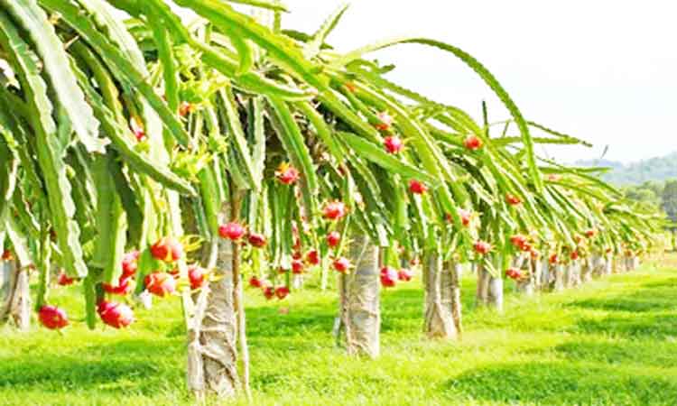 నల్లమలలో ఎంటర్‌ ది డ్రాగన్‌