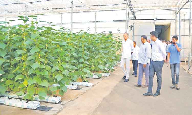 హైడ్రోపోనిక్‌ పద్ధతిపై అవగాహన కల్పించాలి