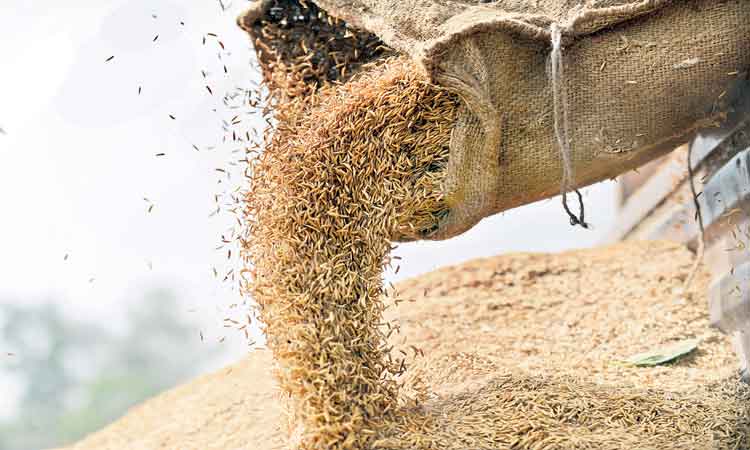 ధాన్యం కొనుగోళ్లకు సిద్ధం