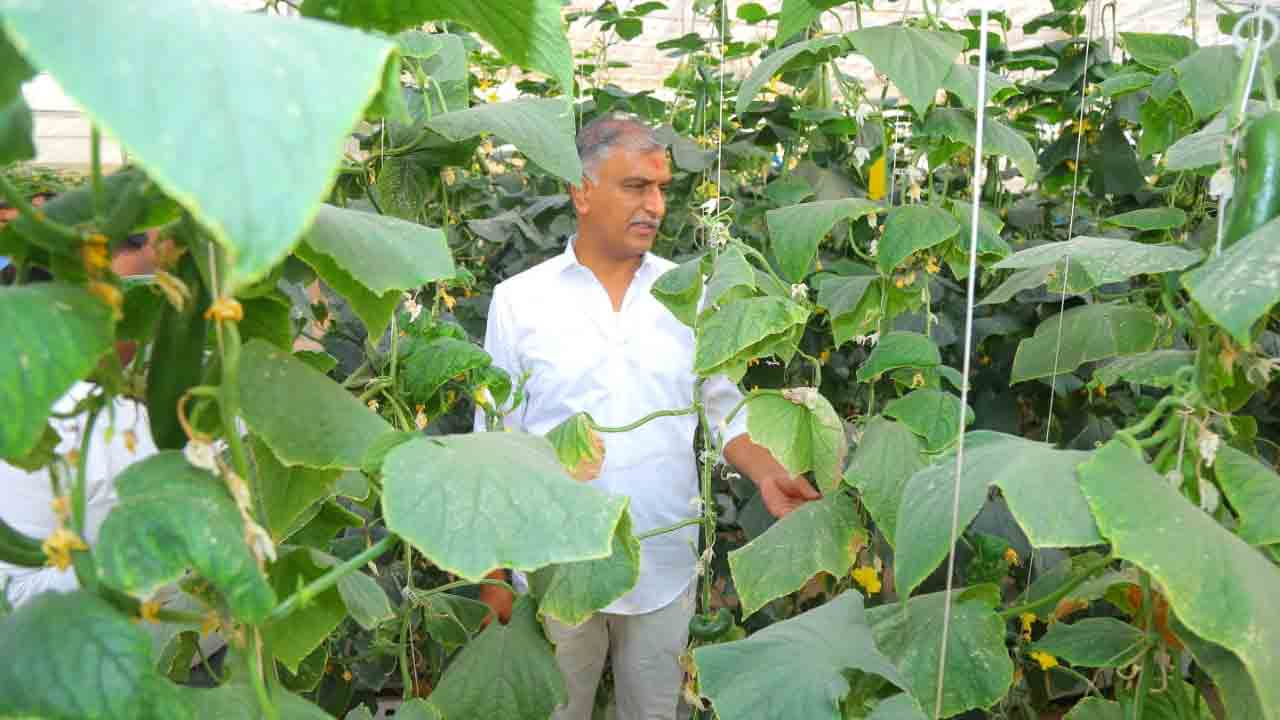 ఆధునిక సాగు పద్ధతులతో లాభాలు : హరీశ్రావు