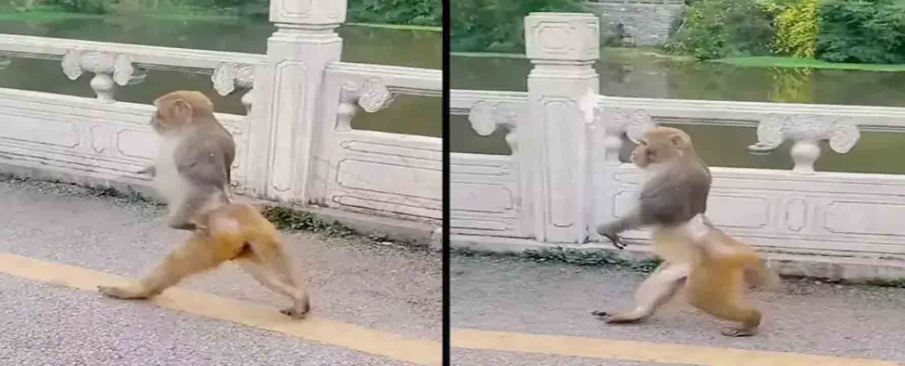 Viral Video: ఆశ్చర్యం… అచ్చం మనిషిలాగా రెండు కాళ్లపై నడిచిన కోతి