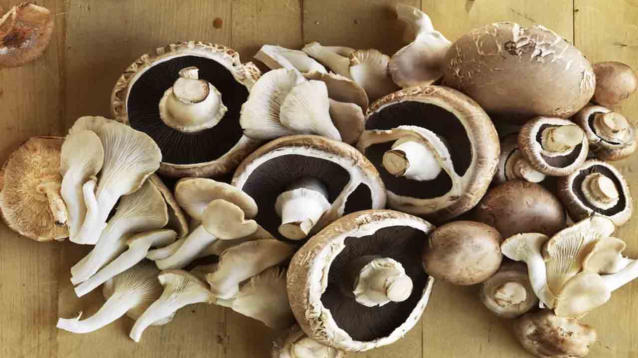 పుట్టగొడుగులు తిని 13 మంది దుర్మరణం